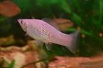     
: DSC_2020.jpg
: 30
:	62.2 
ID:	12072395