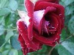     
: DSC04740.jpg
: 12
:	110.7 
ID:	12073089