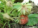     
: DSC04753.jpg
: 18
:	123.1 
ID:	12077667