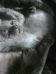     
: vyM7L3_mWtw.jpg
: 10
:	63.1 
ID:	12079054