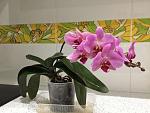     
: 472167106_2_644x461_orhideya-bolshie-tsvety-fotografii.jpg
: 24
:	28.7 
ID:	12079356