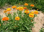     
: calendula6.jpg
: 18
:	266.8 
ID:	12082167