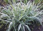     
: phalaris.jpg
: 16
:	121.1 
ID:	12082168