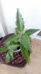     
: IMG_20170527_111328.jpg
: 34
:	58.4 
ID:	12082484