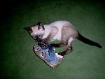     
: P6081714.jpg
: 41
:	134.8 
ID:	1208580