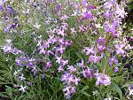     
: 20170523_193303.jpg
: 10
:	296.5 
ID:	12085926