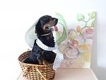     
: DSC06006.jpg
: 13
:	101.9 
ID:	12087968