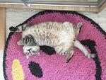     
: IMG_6492.jpg
: 14
:	215.1 
ID:	12091861