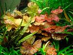     
: Nymphaea_lotus-300x225.jpg
: 8
:	16.3 
ID:	12092825