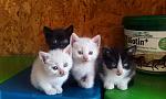     
: 18739099_266408993826495_1402426147524212739_o.jpg
: 111
:	109.3 
ID:	12113249