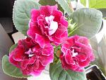     
: DSCN4037.jpg
: 9
:	147.2 
ID:	12113985