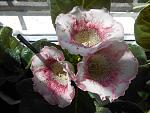     
: DSCN4042.jpg
: 9
:	153.6 
ID:	12113986