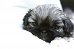     
: IMG_6784.jpg
: 33
:	67.1 
ID:	1211888