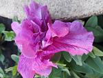     
: 20170615_070811.jpg
: 11
:	98.3 
ID:	12119903