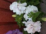     
: 20170615_070830.jpg
: 12
:	122.0 
ID:	12119904