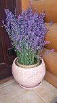     
: 20170617_124159.jpg
: 11
:	97.1 
ID:	12131702