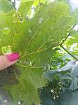     
: CAM02650.jpg
: 12
:	87.0 
ID:	12135747