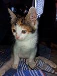     
: image.jpg
: 34
:	98.2 
ID:	12136246