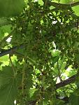     
: thumb_IMG_2081_1024.jpg
: 13
:	281.8 
ID:	12136701