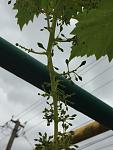     
: thumb_IMG_2079_1024.jpg
: 14
:	189.6 
ID:	12136702