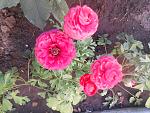    
: DSCN4089.jpg
: 12
:	188.4 
ID:	12142112