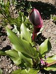     
: P6280165.jpg
: 5
:	147.8 
ID:	12142967