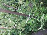     
: 20170629_194529.jpg
: 19
:	277.8 
ID:	12143918