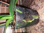     
: 20170706_162329.jpg
: 11
:	157.6 
ID:	12156695