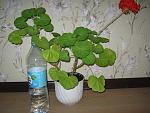     
: IMG_8373.jpg
: 13
:	156.0 
ID:	12163632