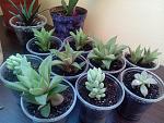     
: сукуленты 2.jpg
: 10
:	240.0 
ID:	12165287