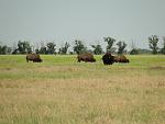     
: DSC02993.jpg
: 37
:	131.1 
ID:	1217206