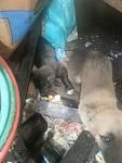     
: IMG_0184.jpg
: 7
:	84.1 
ID:	12174383