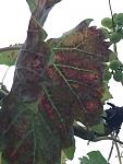     
: thumb_IMG_2161_1024.jpg
: 11
:	163.0 
ID:	12177917