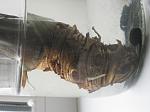     
: IMG_8950_1.JPG
: 14
:	88.3 
ID:	12186403