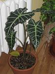     
: IMG_0377_1.JPG
: 13
:	129.3 
ID:	12186407