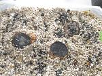     
: IMG_8955_1.JPG
: 17
:	184.4 
ID:	12186461