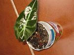     
: IMG_9840_1.JPG
: 17
:	120.8 
ID:	12186473