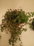     
: 2017-07-07 18.41.46.jpg
: 42
:	63.7 
ID:	12192503