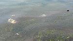     
: P70803-101052.jpg
: 39
:	154.0 
ID:	12204281