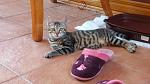     
: IMG_3749.JPG
: 3
:	148.1 
ID:	12215099