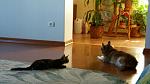     
: IMG_3750.JPG
: 5
:	145.5 
ID:	12215101