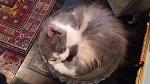     
: 20170809_192305.jpg
: 10
:	91.2 
ID:	12218133