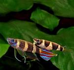     
: 1353065614_epiplatis-fakelnyy_2.jpg
: 25
:	53.8 
ID:	12220010