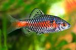     
: 1335349543_barbus-odessa.jpg
: 22
:	98.4 
ID:	12220057