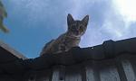     
: IMG_7712.JPG
: 27
:	40.7 
ID:	12225560
