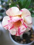     
: IMG_9778.jpg
: 13
:	55.7 
ID:	12233203