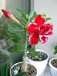     
: IMG_9805.jpg
: 12
:	74.4 
ID:	12234639