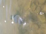     
: 20170820_114901.jpg
: 30
:	63.7 
ID:	12235336