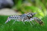     
: Cajun dwarf crayfish.jpg
: 27
:	7.2 
ID:	12256296