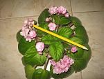     
: IMG_8415.jpg
: 10
:	134.7 
ID:	12257029